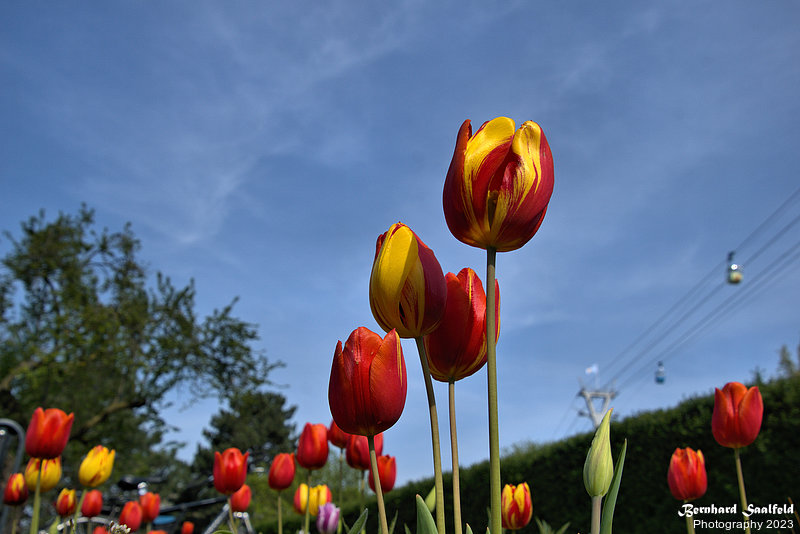Bernhard Saalfeld - Tulpenpracht 2023 (4v9)